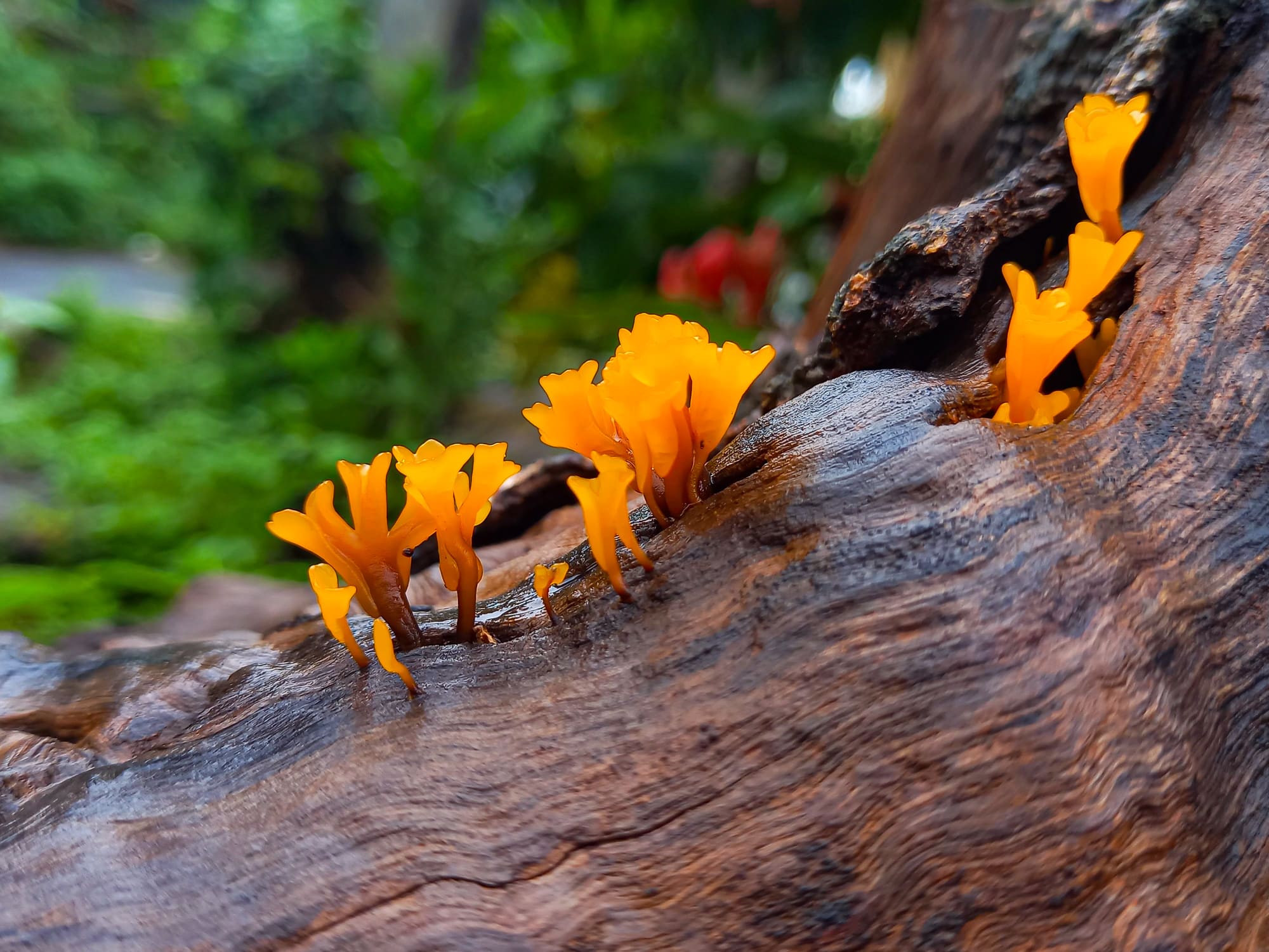 Micelio: Tecnología innovadora inspirada en la naturaleza 